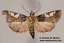 Milgithea alboplagialis - Hodges#5581 - photo 5