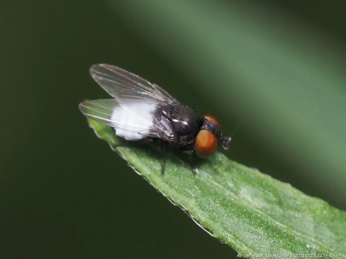 Milichiella arcuata