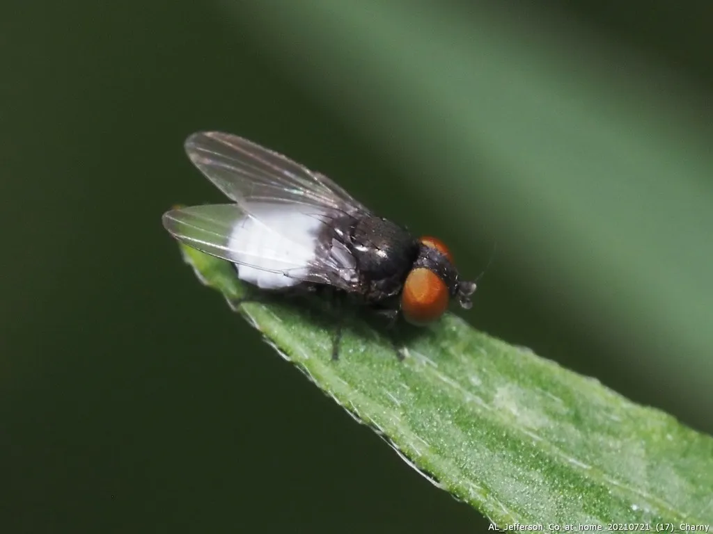 Milichiella arcuata - photo 3