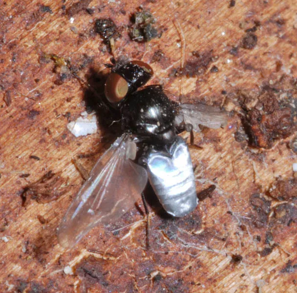 Milichiella argyrogaster - photo 2