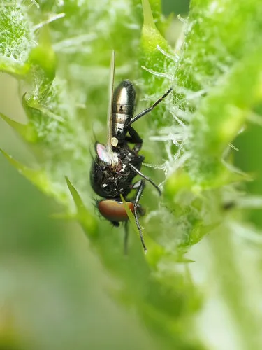 Milichiella lacteipennis