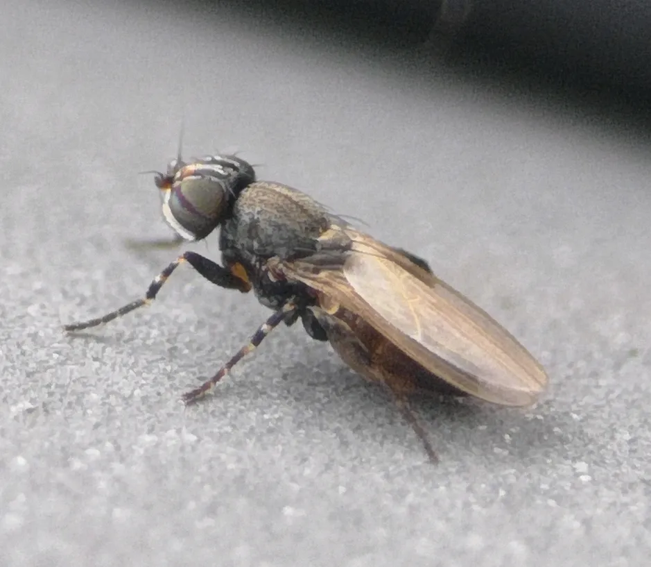 Freeloader Flies - photo 2