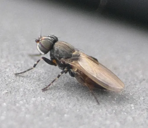 Freeloader Flies - photo 3