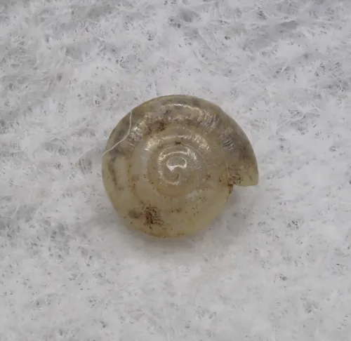 Milky Crystal Snail