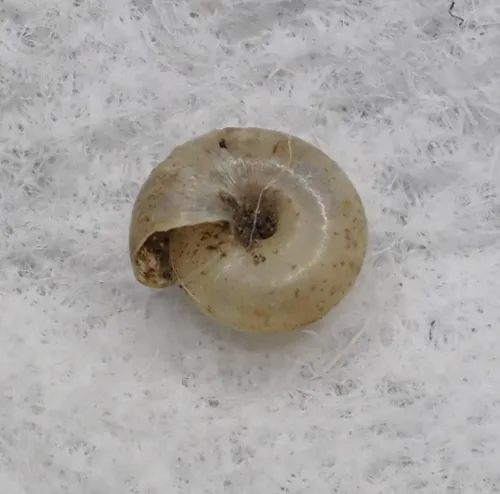 Milky Crystal Snail - photo 2