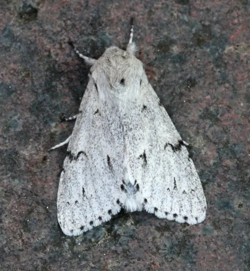 The Miller (Moth) - photo 2