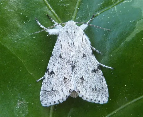 The Miller (Moth) - photo 3