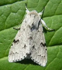 The Miller (Moth) - photo 4