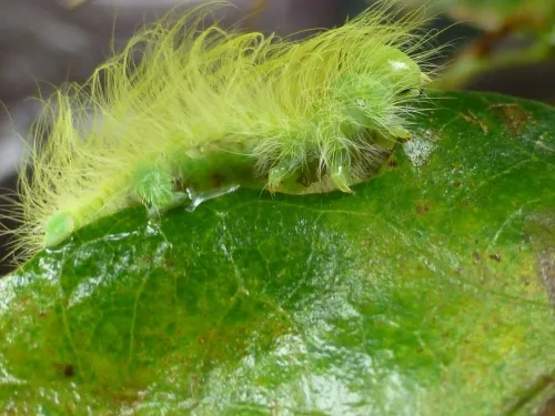 The Miller (Moth) - photo 5