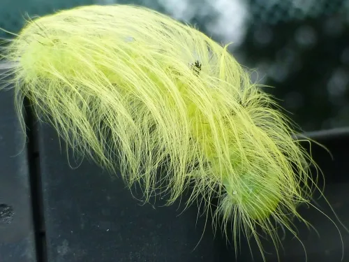 The Miller (Moth) - photo 6