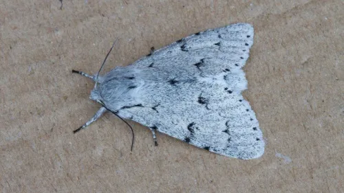 The Miller (Moth) - photo 7