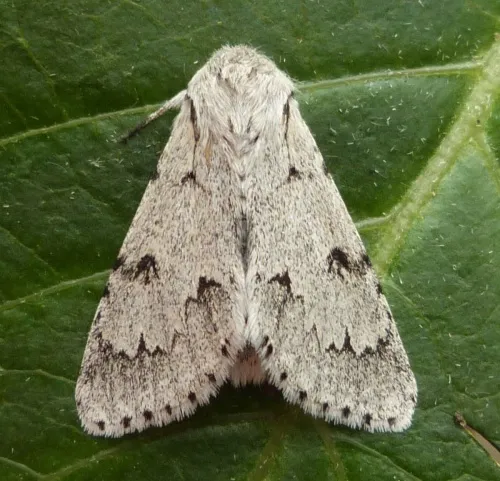 The Miller (Moth) - photo 8