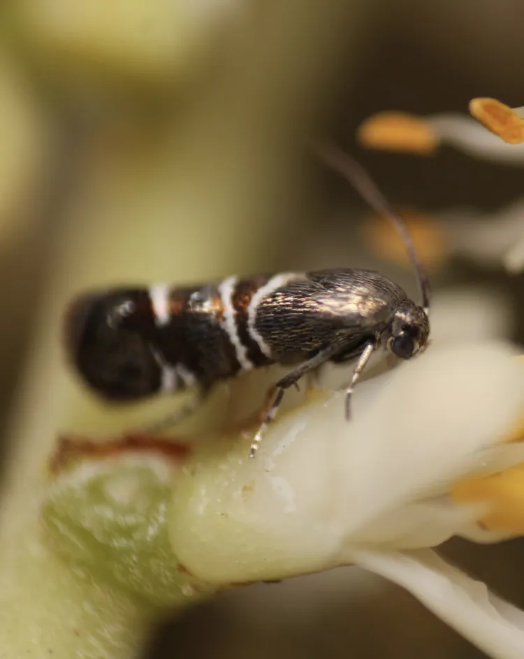 Millieriidae - Millieriidae