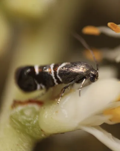 Millieriidae - photo 3