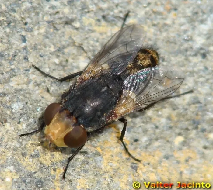 Miltogramma germari - photo 2
