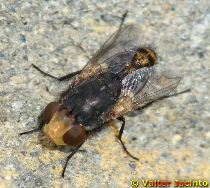 Miltogramma germari - photo 3