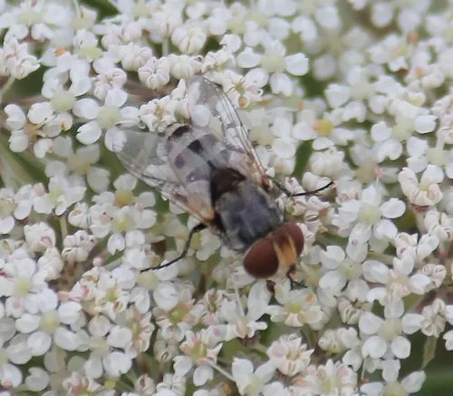 Miltogramma punctata - Miltogramma punctata