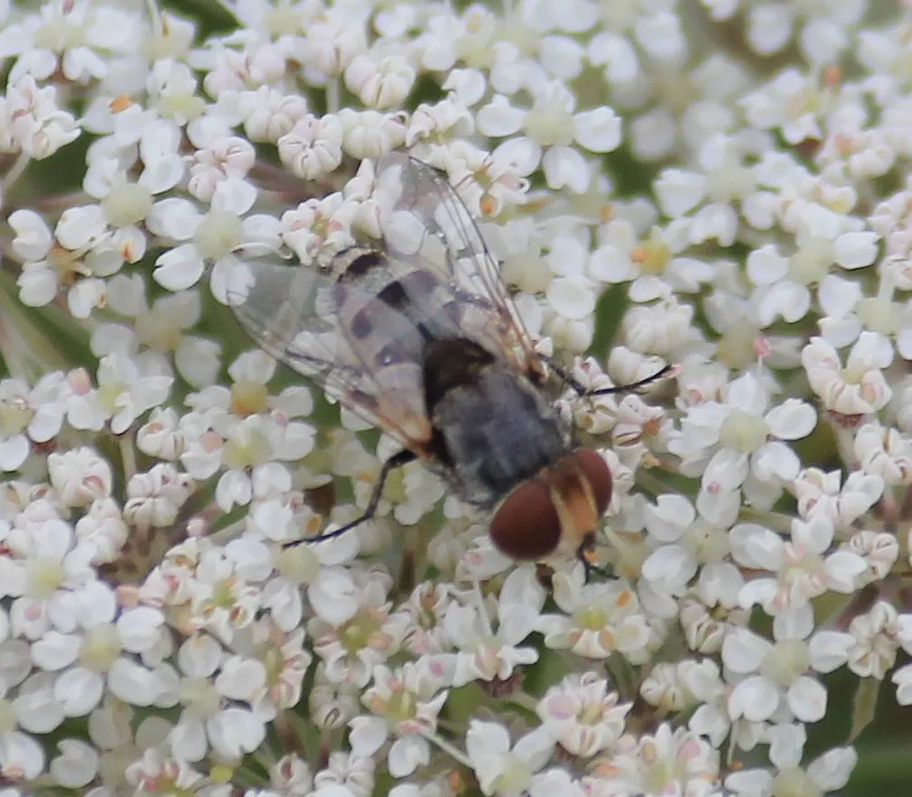 Miltogramma punctata - photo 2