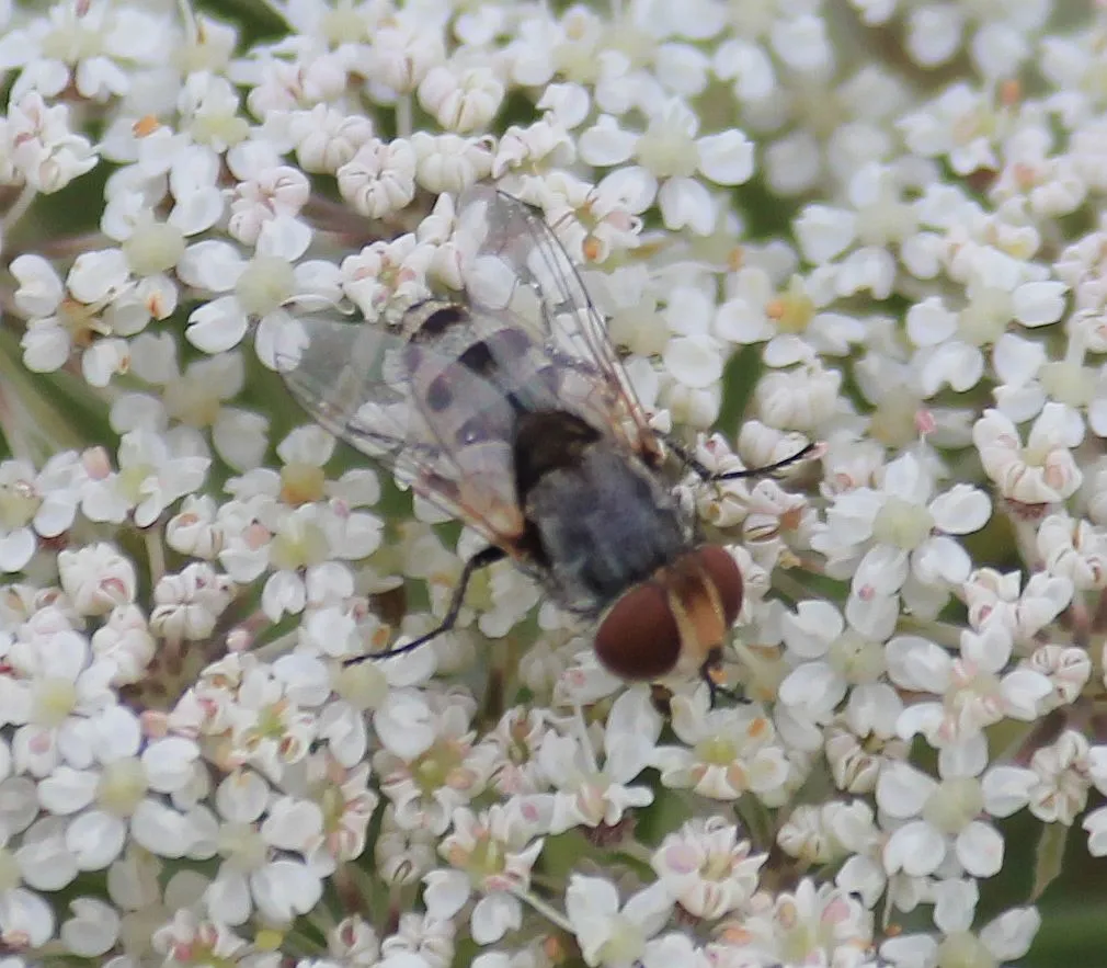 Miltogramma punctata - photo 3