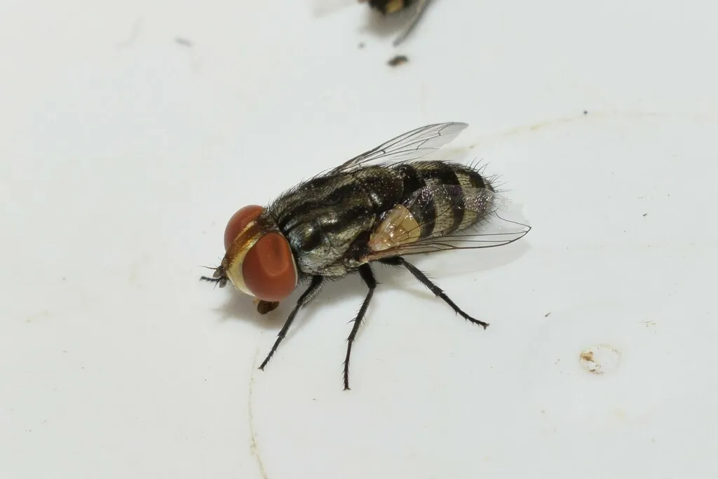 Miltogramma taeniata - photo 2