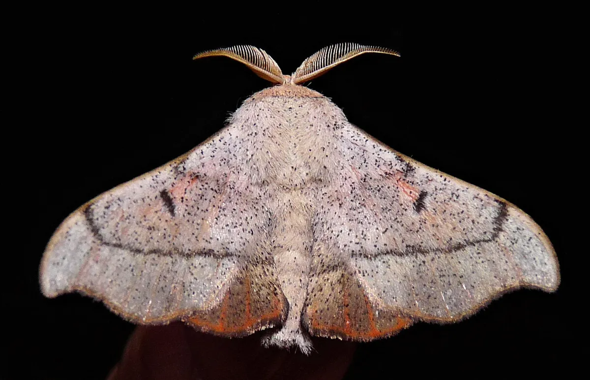 Sack-bearer Moths - photo 3