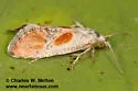Mimcochylis fulvotinctana - Hodges#3858