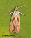 Mimcochylis fulvotinctana - Hodges#3858 - photo 2