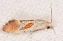 Mimcochylis fulvotinctana - Hodges#3858 - photo 4