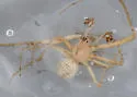 Mimetus aktius