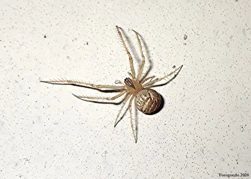 Mimetus epeiroides - Mimetus epeiroides