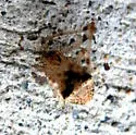Mimetus eutypus