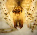 Mimetus eutypus - photo 2
