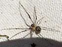 Mimetus eutypus - photo 3