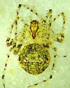 Mimetus eutypus - photo 4