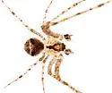 Mimetus eutypus - photo 5