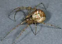 Mimetus hesperus