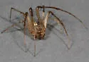 Mimetus hesperus - photo 2