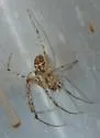 Mimetus hesperus - photo 3