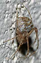 Mimetus hesperus - photo 4