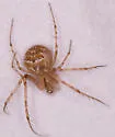 Mimetus hesperus - photo 5