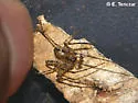 Mimetus notius - photo 4