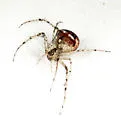 Mimetus puritanus