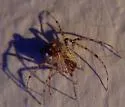 Mimetus puritanus - photo 2