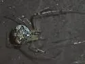 Mimetus puritanus - photo 3