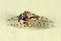 Mimetus puritanus - photo 4