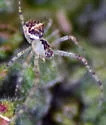 Mimetus puritanus - photo 5