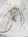 Mimetus tillandsiae - photo 2