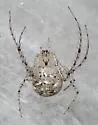 Mimetus tillandsiae - photo 4