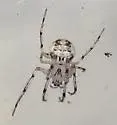 Mimetus tillandsiae - photo 5