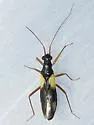 Mimoceps insignis - photo 2
